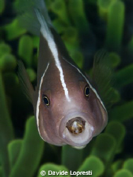 Clown fish with isopode by Davide Lopresti 